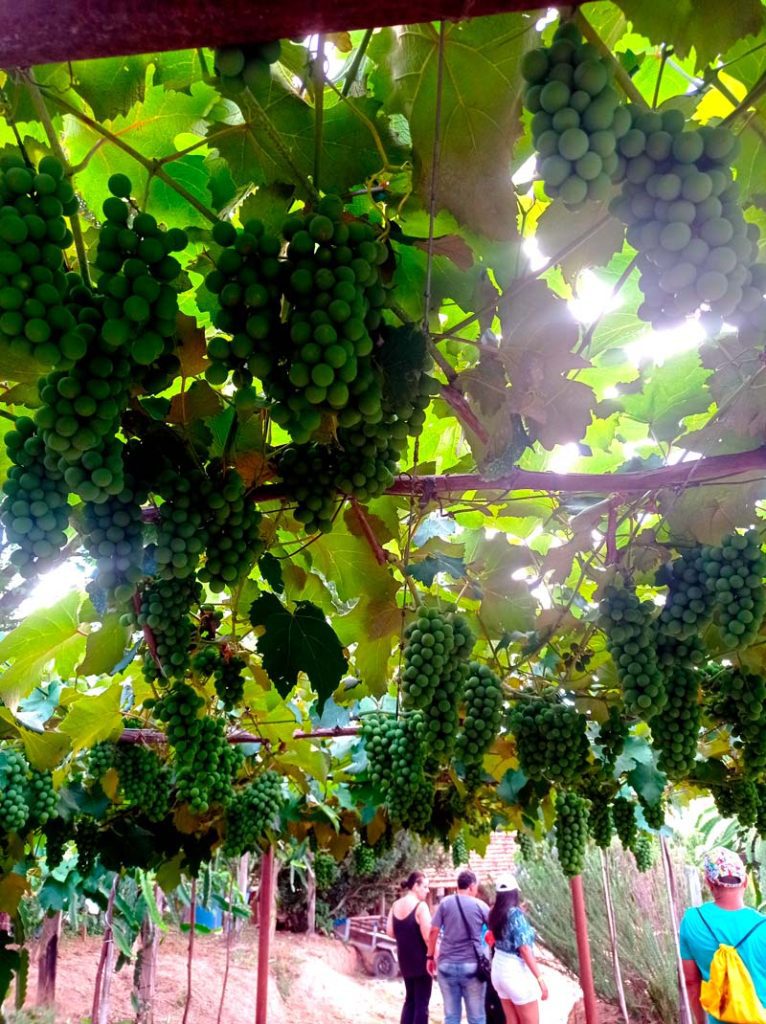 O que fazer em Vinhedo - Vinho uvas